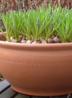 Flowerpot Bowls